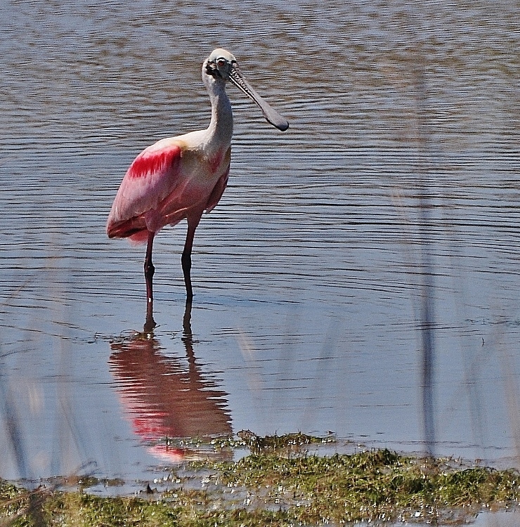 spoonbill in shallow water